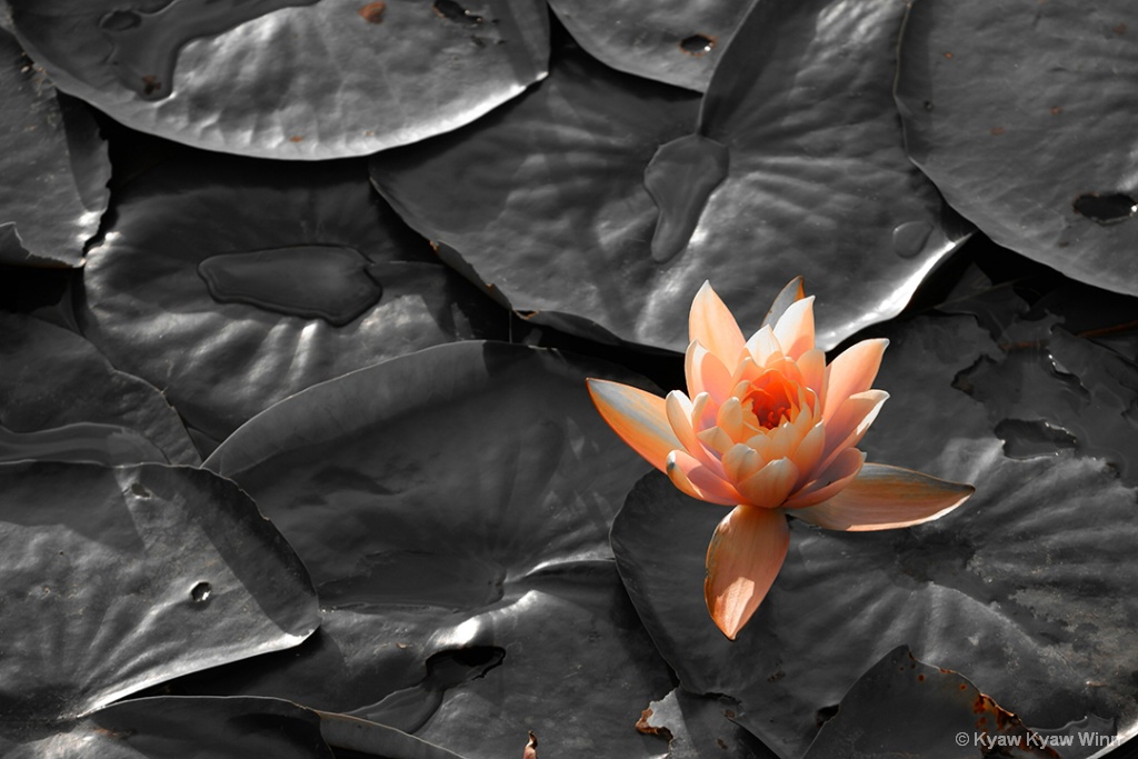 Lotus - ID: 15671093 © Kyaw Kyaw Winn