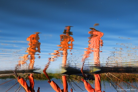 Reflections In The Water