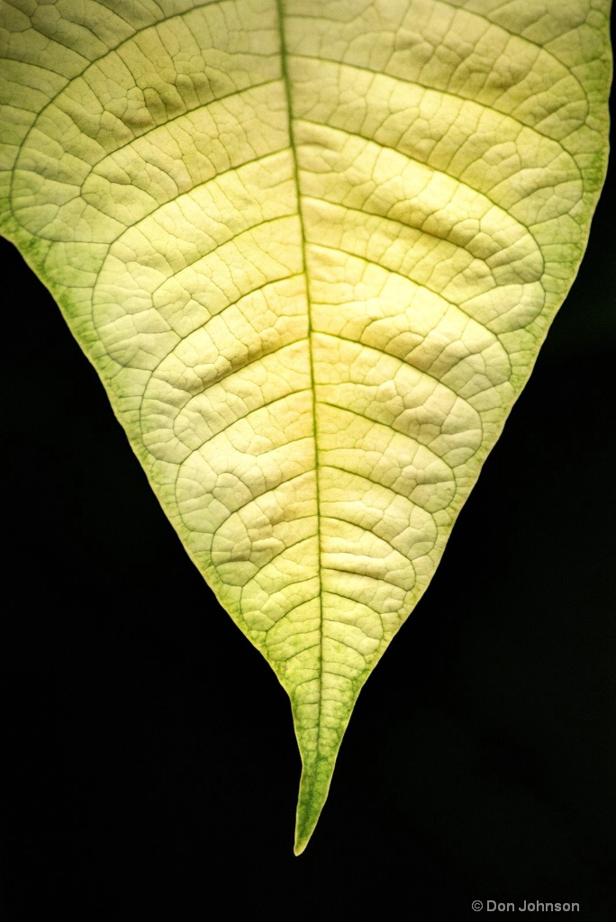 White Poinsettia Leaf 3-0 F LR 1-3-19 J170