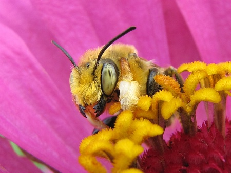 Bee