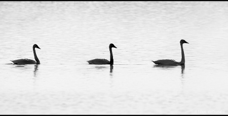Trumpeter Swans in Silhouette