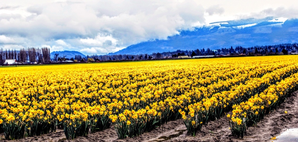 Yellow Daffodils 