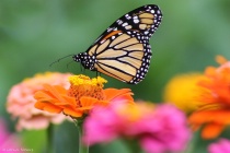 January 2019 Photo Contest 2nd Place Prize Winner