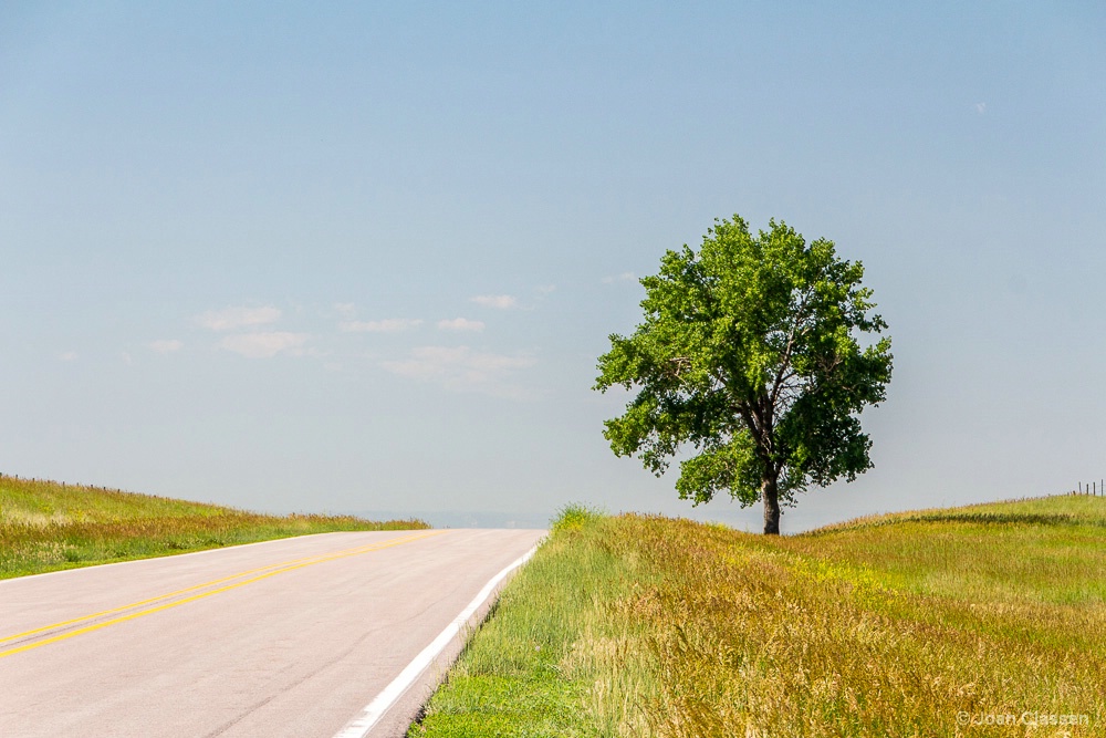 Lone Tree