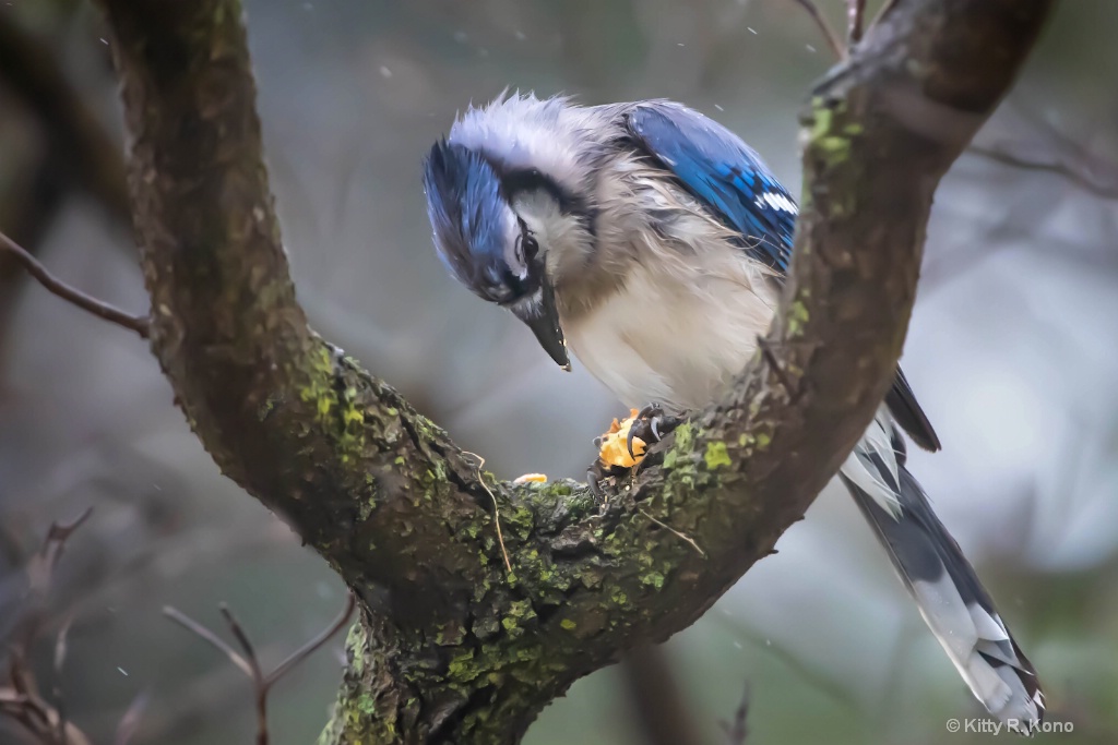 Bluejay with Nut in the Rain - ID: 15671486 © Kitty R. Kono