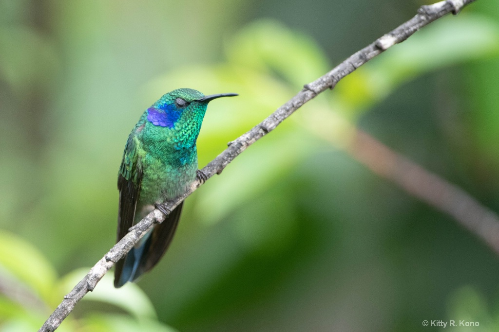 Sleepy Hummingbird - ID: 15671487 © Kitty R. Kono