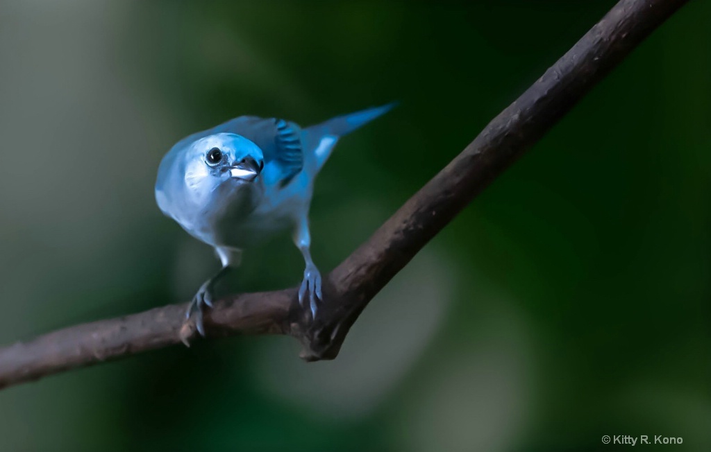 Blue Gray Tanager Checking Lens - ID: 15671488 © Kitty R. Kono