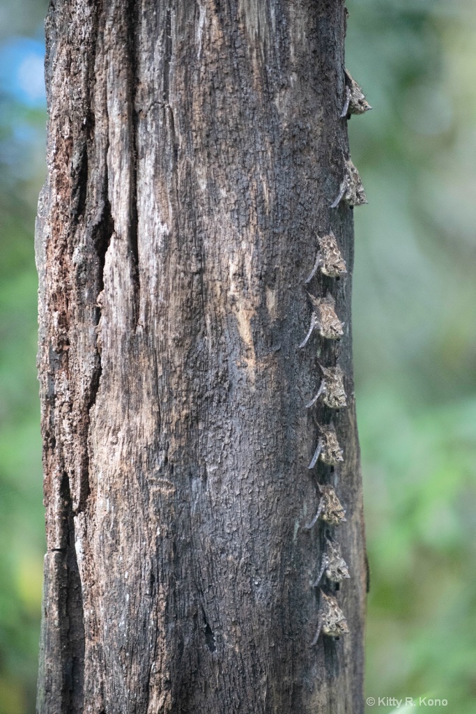 Tree with Nine Proboscis Bats