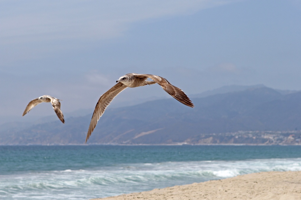 2 Gulls