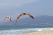 2 Gulls