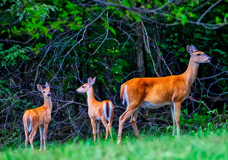 Twins - ID: 15671550 © Jeff Robinson