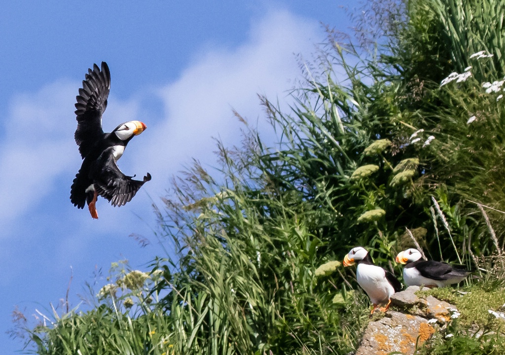 Puffin Returning to the Nest  