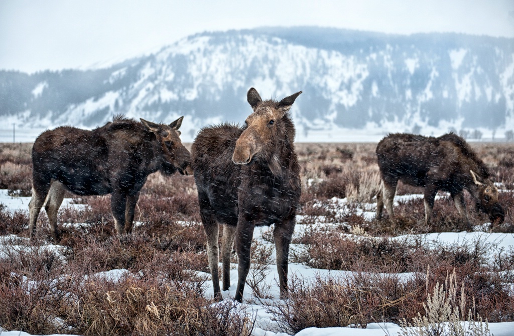 Three Moose Under Snow