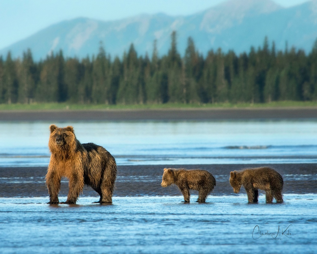 Looking for Salmon