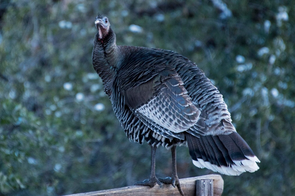 Wild Hen Turkey on a Fence - ID: 15671620 © William S. Briggs