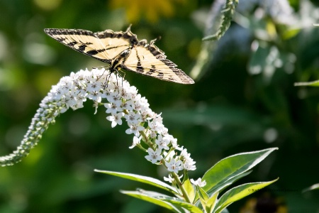 Butterfly Meets Flower!