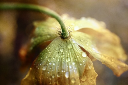 Poppy After the Rain