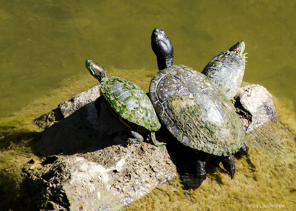 Turtles Three