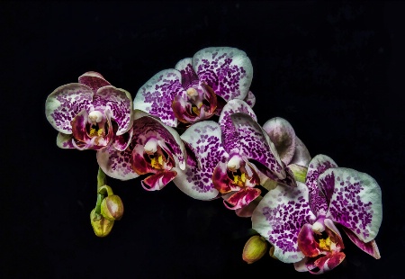 Beautful Orchid