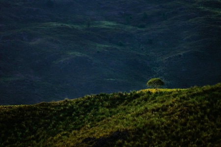 Lonely tree