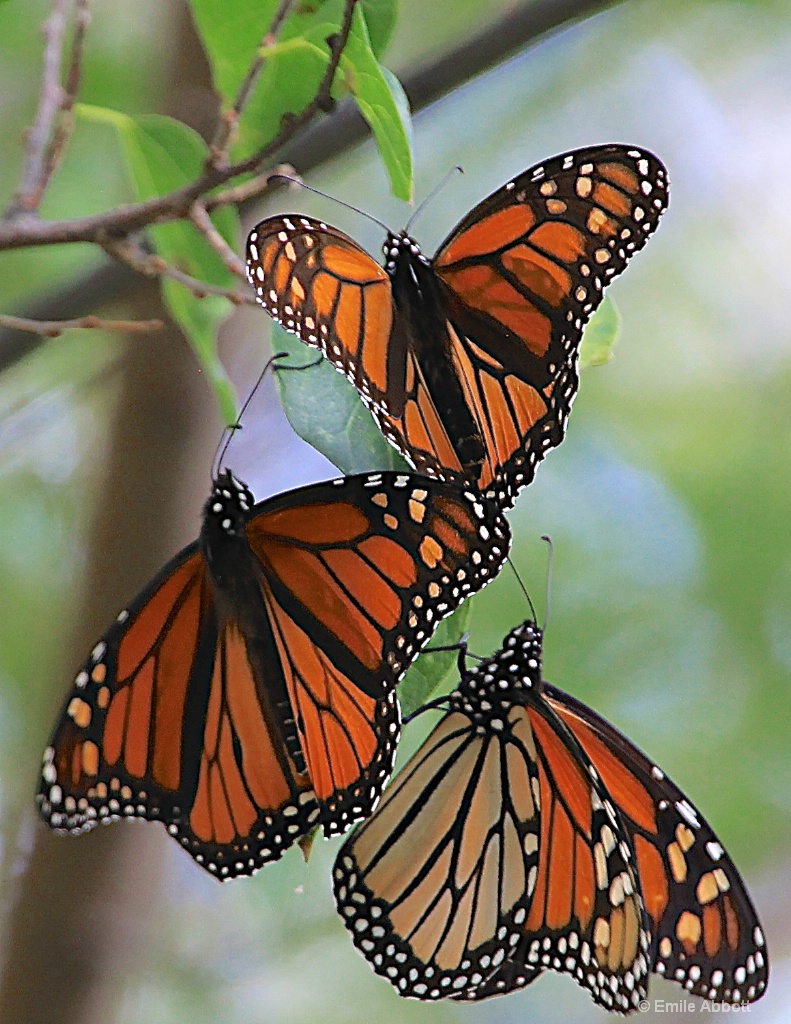 Tres Monarchs