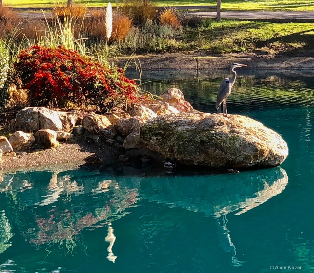 Great Blue Heron Returns!!! - ID: 15672220 © Alice Kozar
