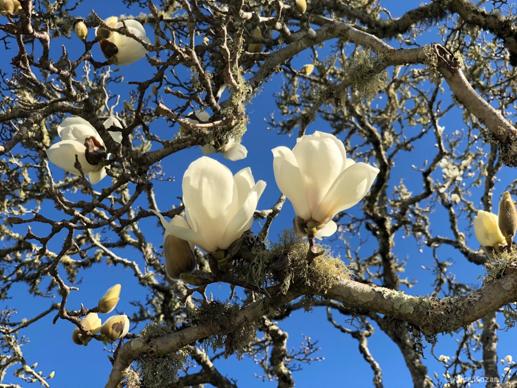 Magnolia Blossoms! - ID: 15672227 © Alice Kozar