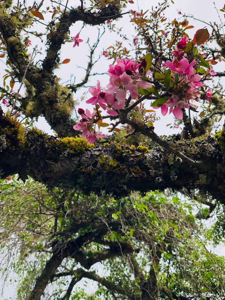 Aerial cherry blossoms