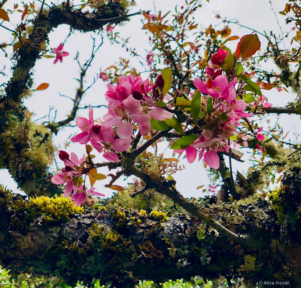 Cherry Blossoms! - ID: 15672238 © Alice Kozar