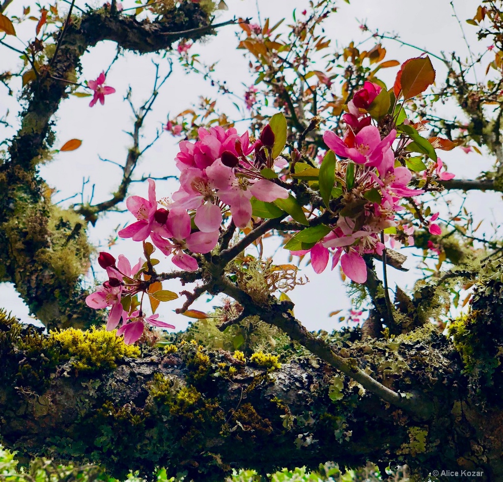 Cherry Blossoms!