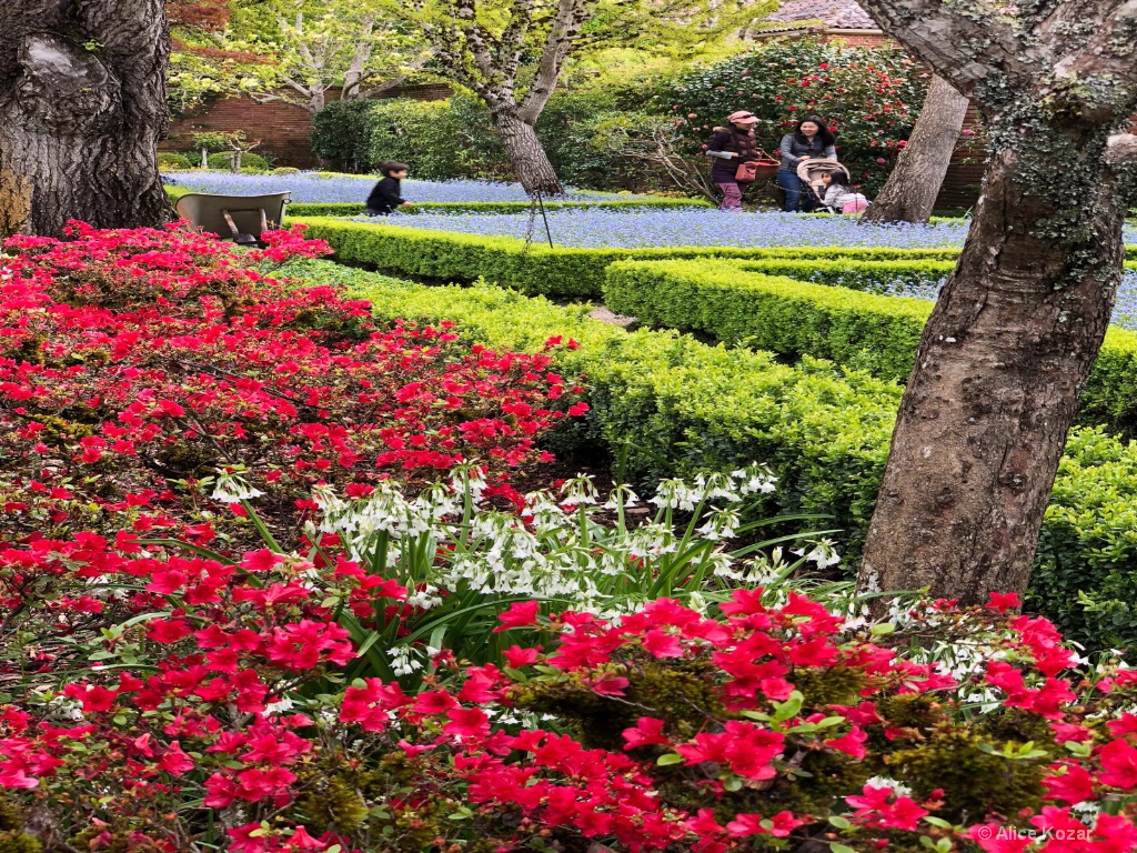 Strolling among the begonias and forget-me-nots - ID: 15672239 © Alice Kozar