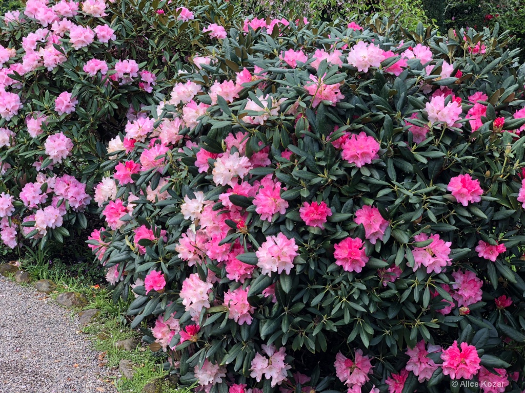 Rhodadendrons! - ID: 15672243 © Alice Kozar