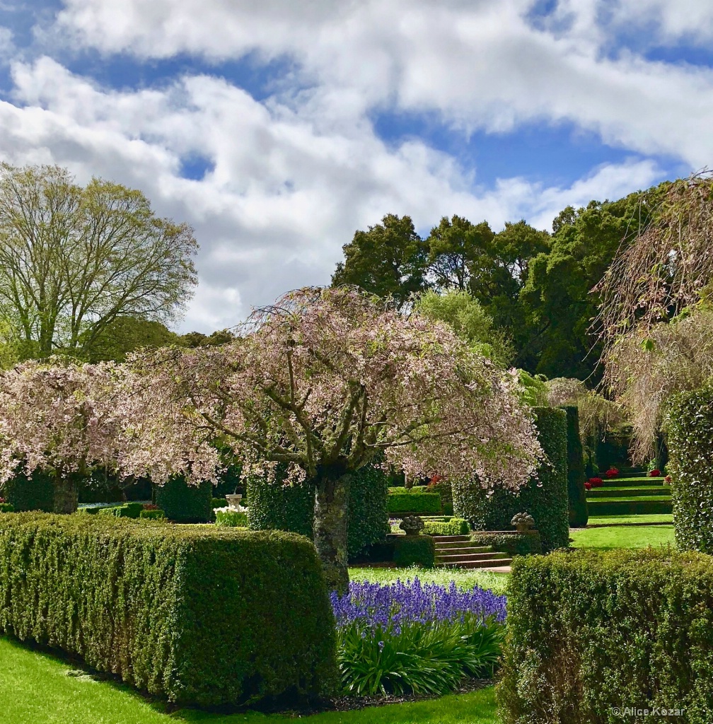 Blooming under cloud cover