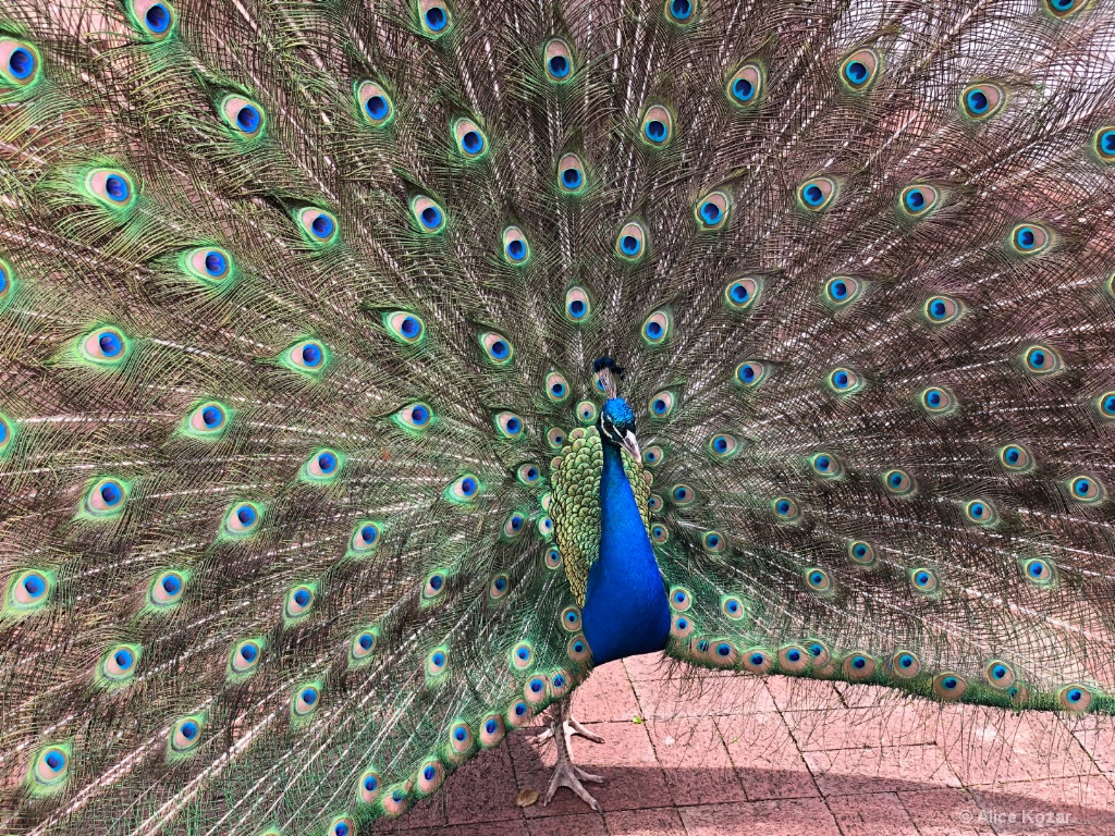 Shy Percy - ID: 15672258 © Alice Kozar