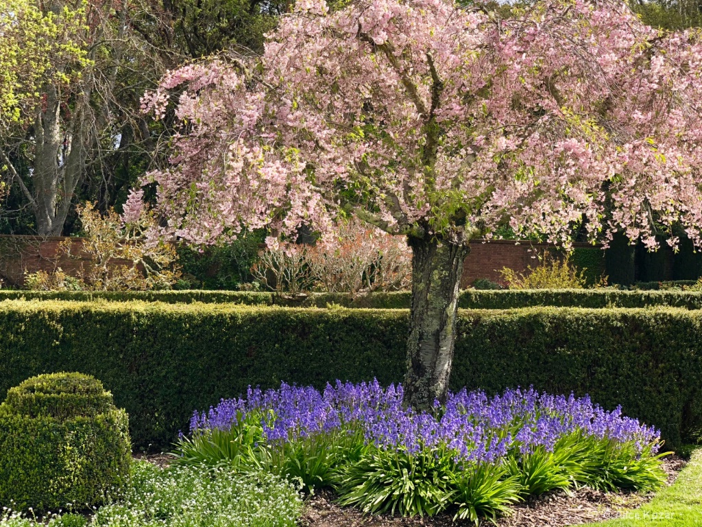 Pink and Lavender Swirls