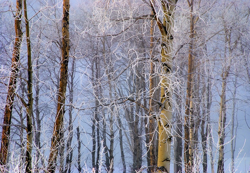 Trees in Hoarfrost