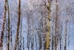Trees in Hoarfros...