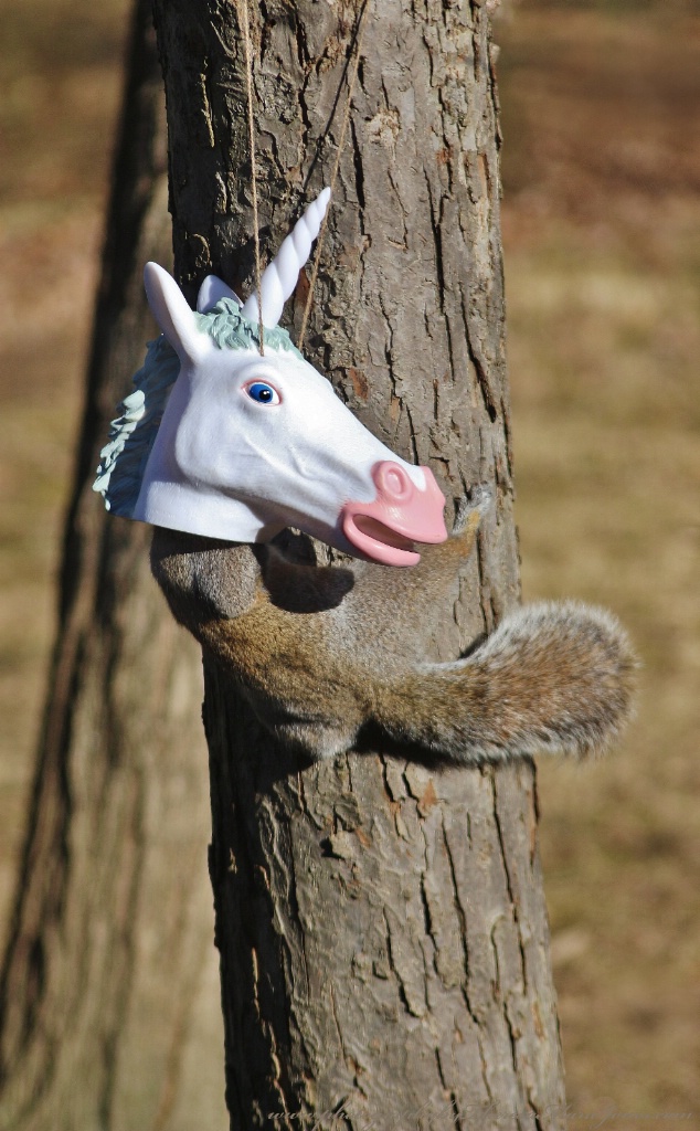 Unicorn Squirrel Feeder - ID: 15672289 © Theresa Marie Jones