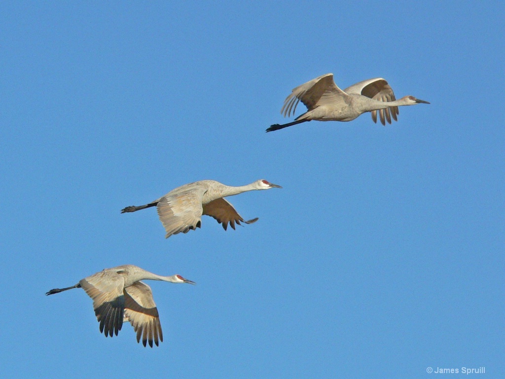 The Crane Family