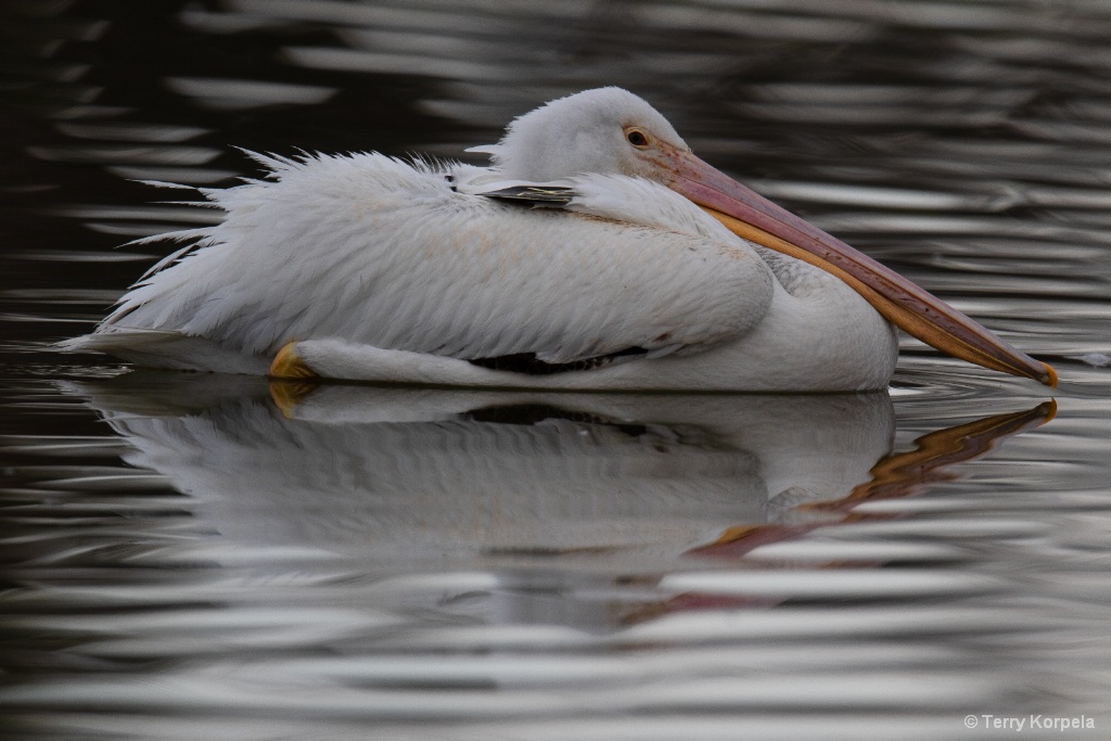 White Pelican on a Dreary Day - ID: 15672644 © Terry Korpela