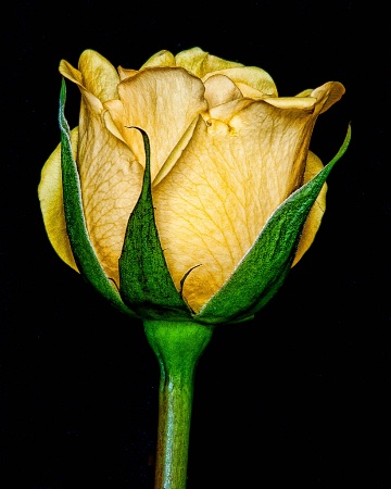 a simple rose