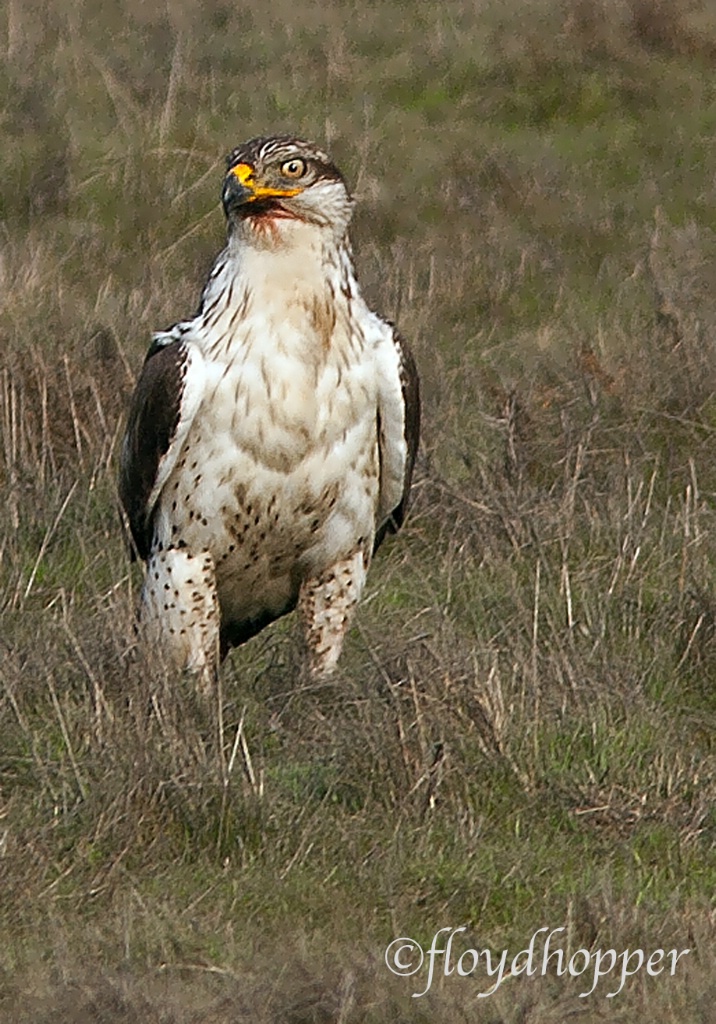 Juvenile Ferruginous Hawk-light morph