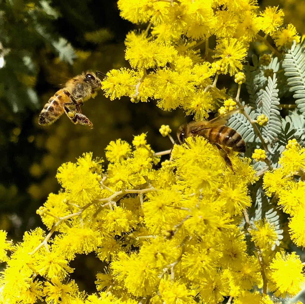 Buzzing Busy Bees - ID: 15672676 © Alice Kozar