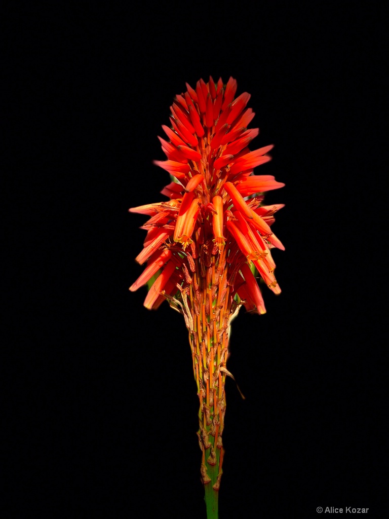Red Hot Poker "stage light" - ID: 15672680 © Alice Kozar