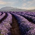 2Bridestowe Lavender 1 - ID: 15672900 © Louise Wolbers