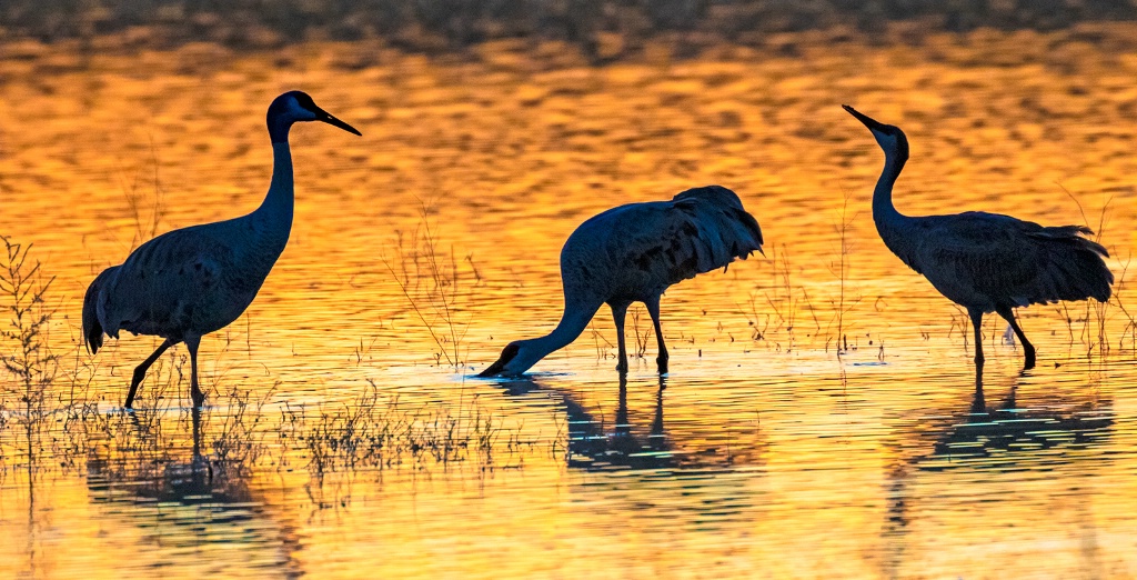 Sandhill Crane Silhouettes     