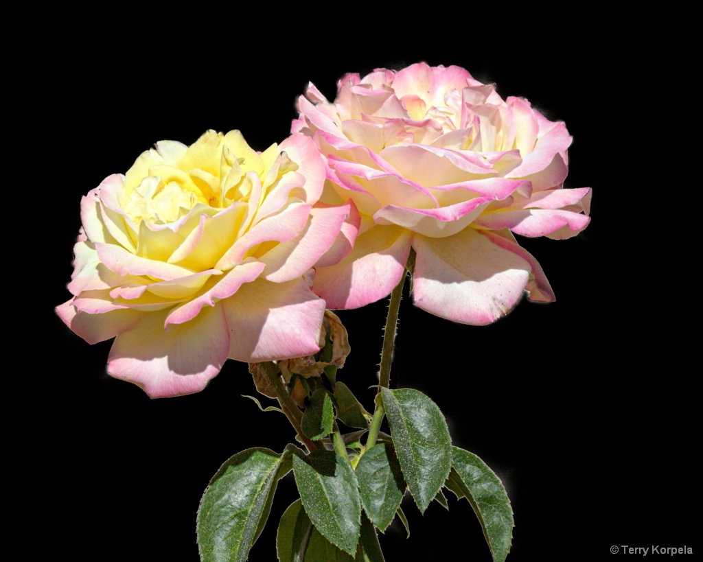 Beautiful Roses - ID: 15672946 © Terry Korpela