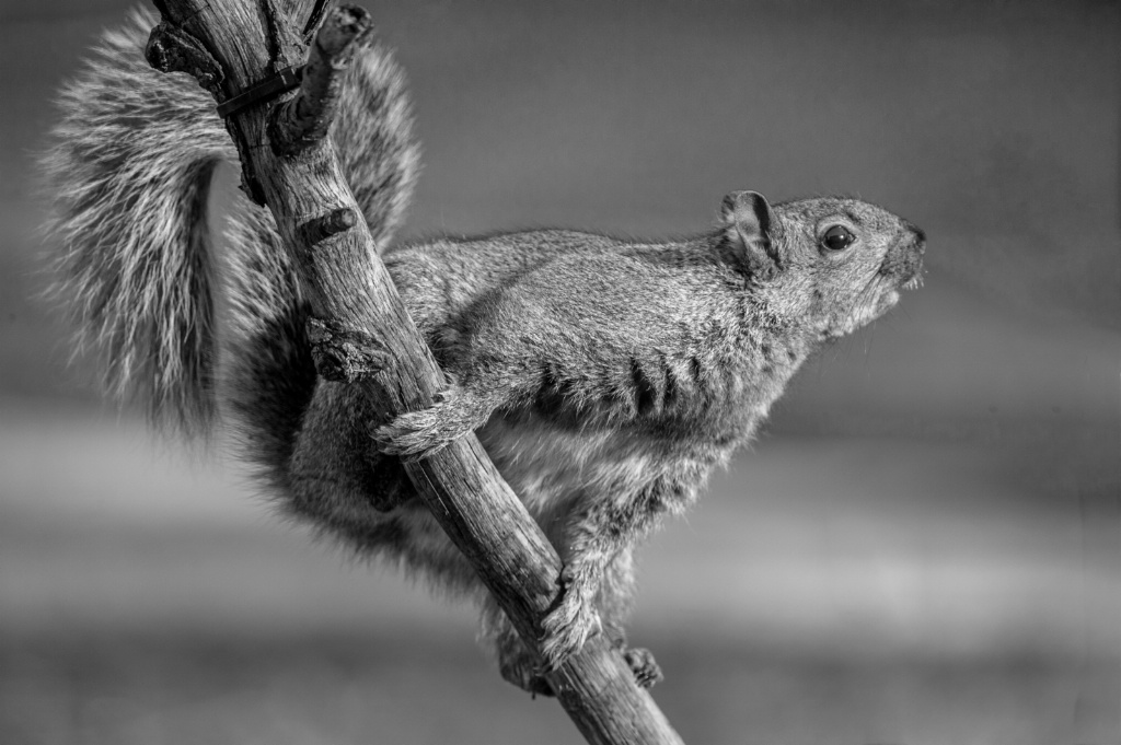 Squirrel in Black and White