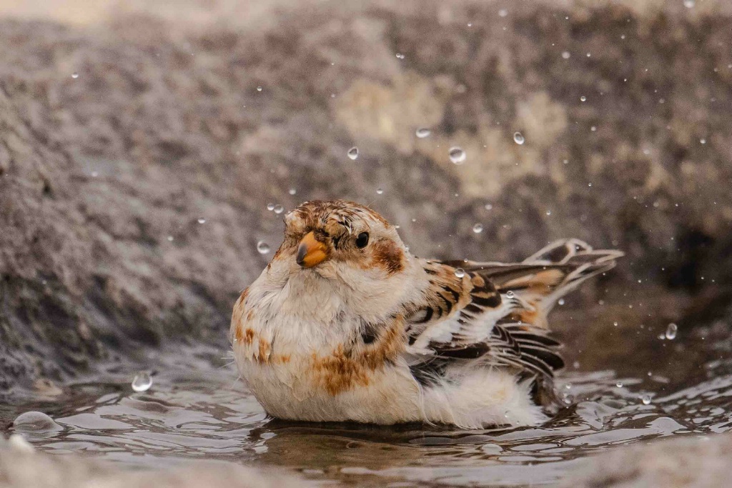 Snow Bunting Bath Time