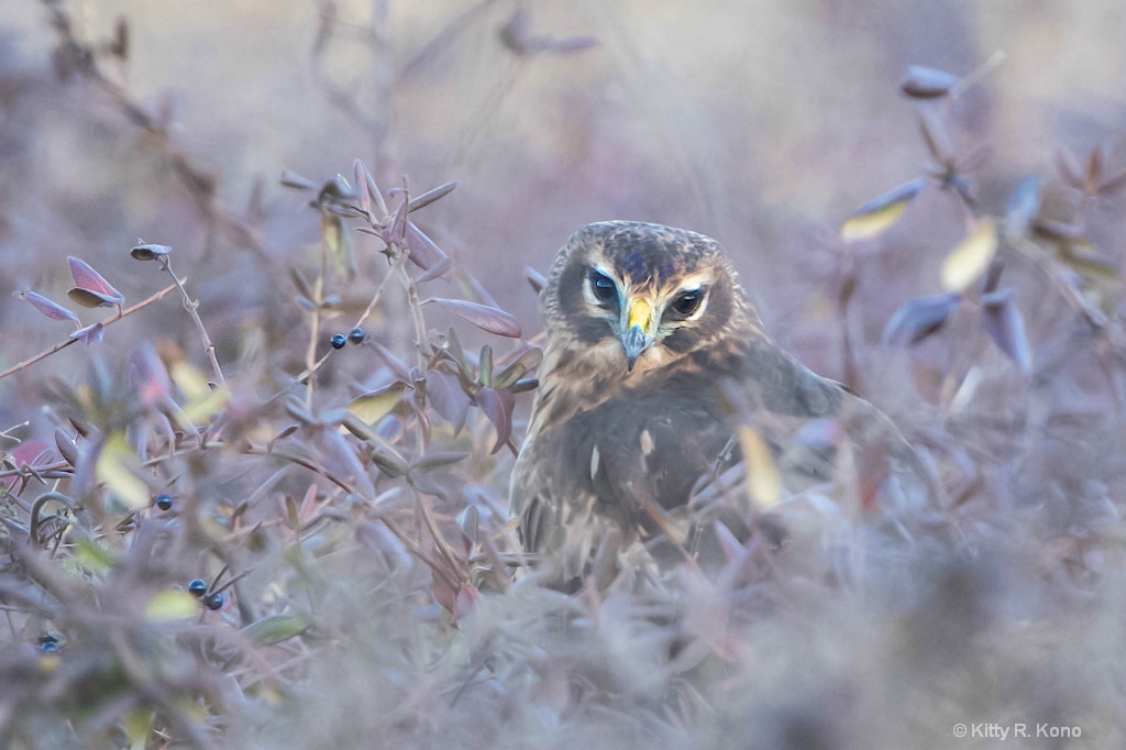 Sweet Talking Northern Harrier - ID: 15673015 © Kitty R. Kono